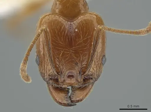 Pheidole biolleyi specimen CASENT0646557 image casent0646557_2