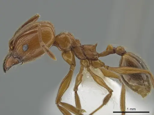 Pheidole biolleyi specimen CASENT0646557 image casent0646557_3
