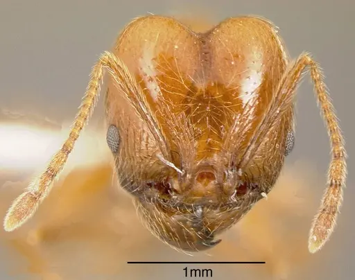 Pheidole biolleyi specimen INBIOCRI002272045 image inbiocri002272045_1