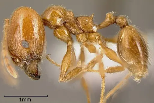 Pheidole biolleyi specimen INBIOCRI002272045 image inbiocri002272045_2