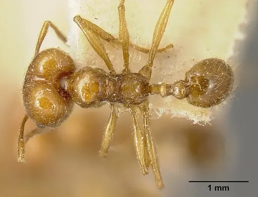 Pheidole biolleyi specimen JTLC000014072 image jtlc000014072_1