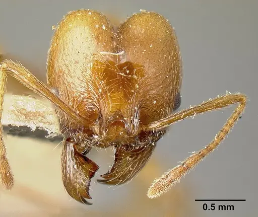 Pheidole biolleyi specimen JTLC000014072 image jtlc000014072_2