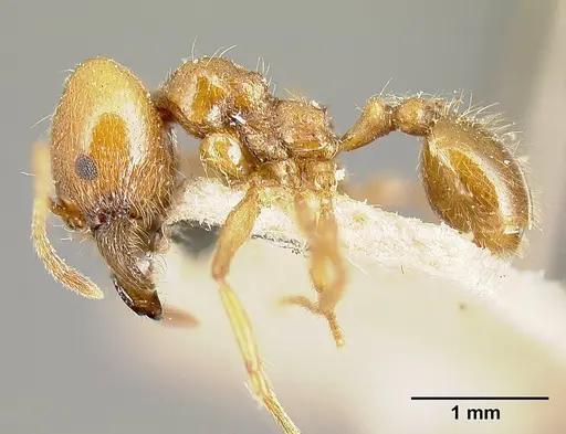 Pheidole biolleyi specimen JTLC000014072 image jtlc000014072_3