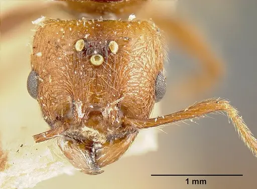 Pheidole biolleyi specimen JTLC000014076 image jtlc000014076_2