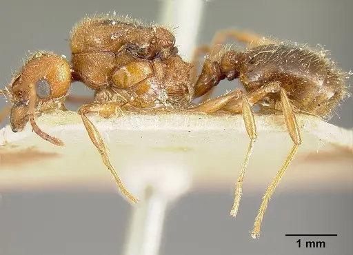 Pheidole biolleyi specimen JTLC000014076 image jtlc000014076_3