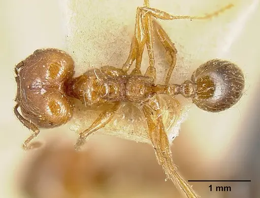 Pheidole biolleyi specimen JTLC000014077 image jtlc000014077_1