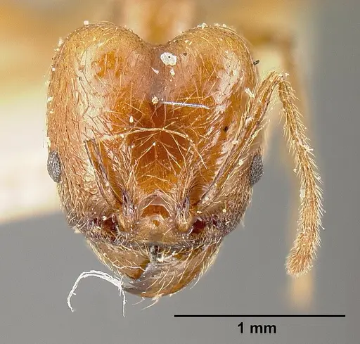 Pheidole biolleyi specimen JTLC000014077 image jtlc000014077_2