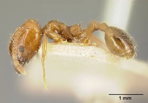 Pheidole biolleyi specimen JTLC000014077 image jtlc000014077_3