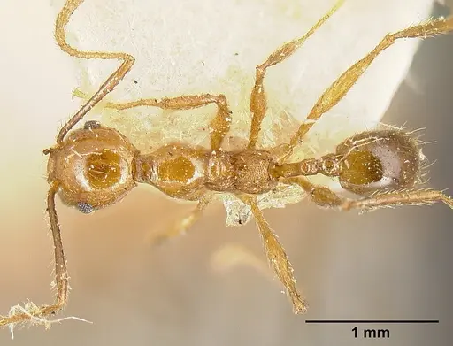 Pheidole biolleyi specimen JTLC000014078 image jtlc000014078_1