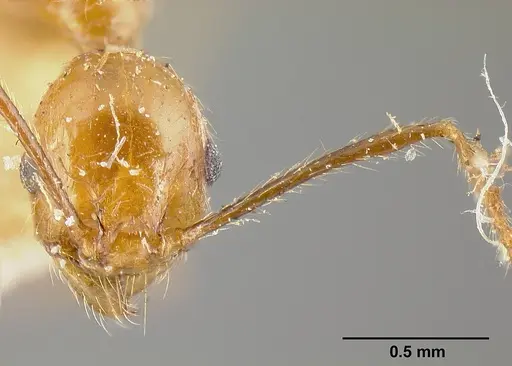 Pheidole biolleyi specimen JTLC000014078 image jtlc000014078_2