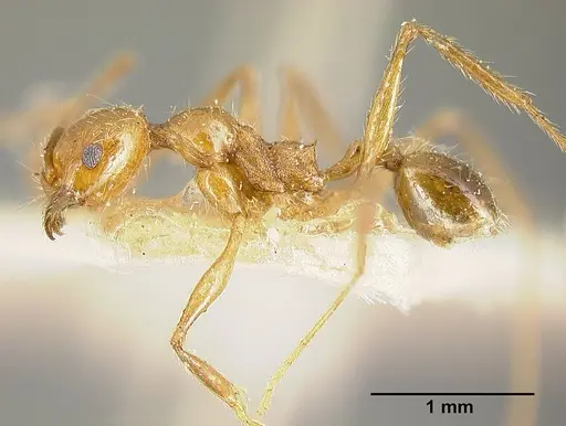 Pheidole biolleyi specimen JTLC000014078 image jtlc000014078_3