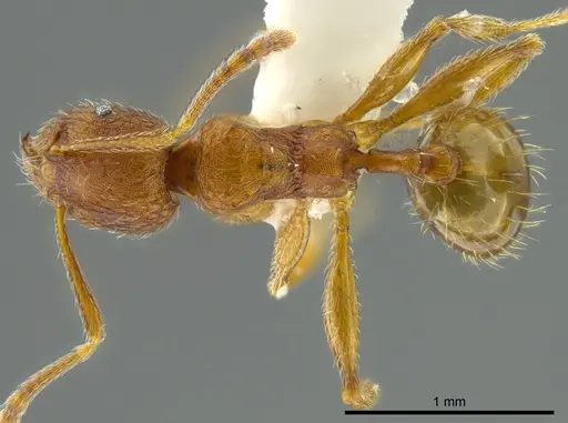 Pheidole bison specimen CASENT0625446 image casent0625446_1