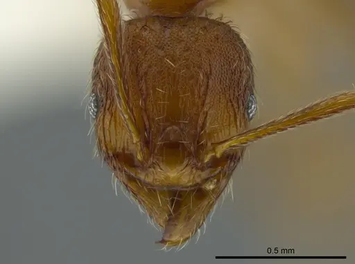 Pheidole bison specimen CASENT0625446 image casent0625446_2