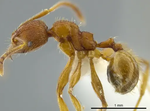 Pheidole bison specimen CASENT0625446 image casent0625446_3