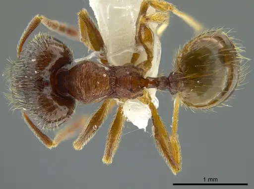 Pheidole bison specimen JTLC000016329 image jtlc000016329_1