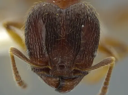 Pheidole bison specimen JTLC000016329 image jtlc000016329_2