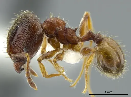 Pheidole bison specimen JTLC000016329 image jtlc000016329_3