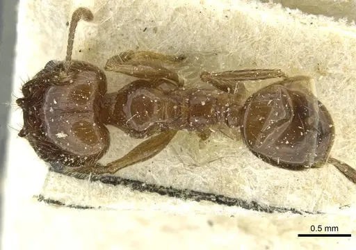 Pheidole blumenauensis specimen CASENT0913278 image casent0913278_1