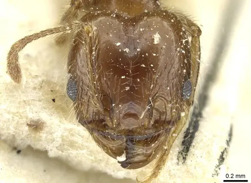 Pheidole blumenauensis specimen CASENT0913278 image casent0913278_2
