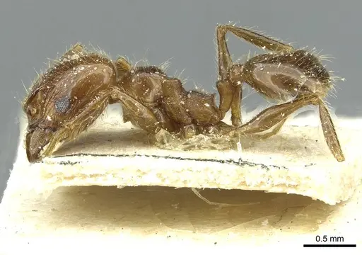 Pheidole blumenauensis specimen CASENT0913278 image casent0913278_3