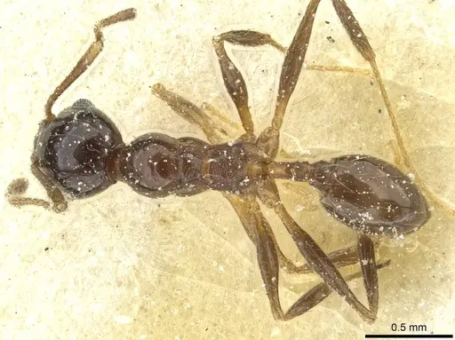 Pheidole blumenauensis specimen CASENT0913279 image casent0913279_1