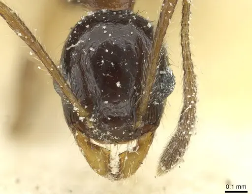 Pheidole blumenauensis specimen CASENT0913279 image casent0913279_2