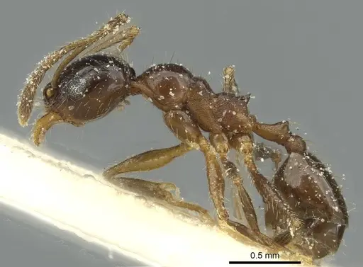 Pheidole blumenauensis specimen CASENT0913279 image casent0913279_3