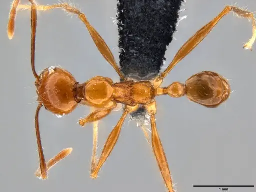 Pheidole bluntschlii specimen CASENT0282603 image casent0282603_1
