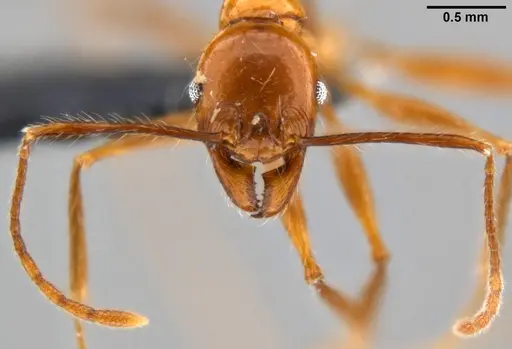 Pheidole bluntschlii specimen CASENT0282603 image casent0282603_2