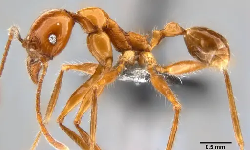 Pheidole bluntschlii specimen CASENT0282603 image casent0282603_3