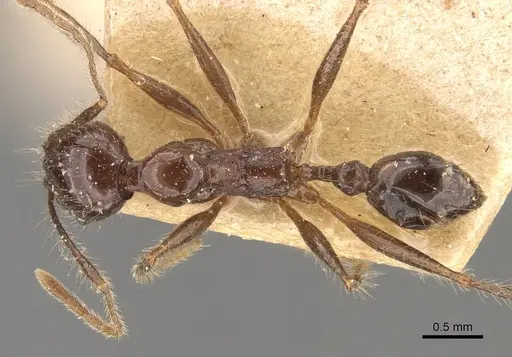 Pheidole bluntschlii specimen CASENT0908314 image casent0908314_1