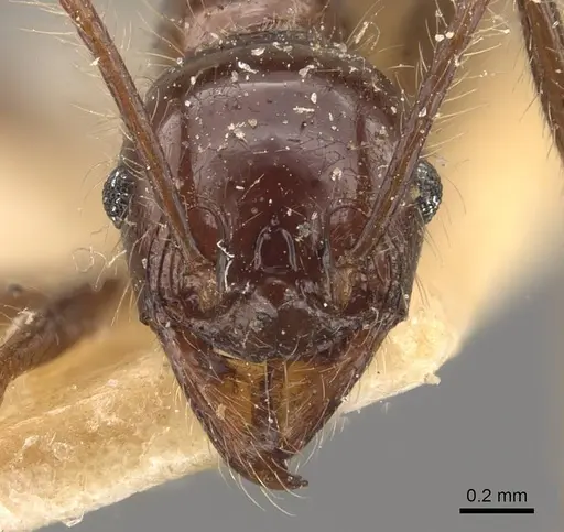 Pheidole bluntschlii specimen CASENT0908314 image casent0908314_2