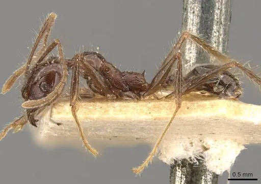 Pheidole bluntschlii specimen CASENT0908314 image casent0908314_3
