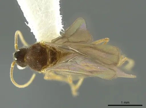 Pheidole boliviana specimen CASENT0624226 image casent0624226_1