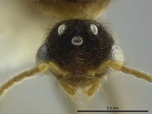 Pheidole boliviana specimen CASENT0624226 image casent0624226_2