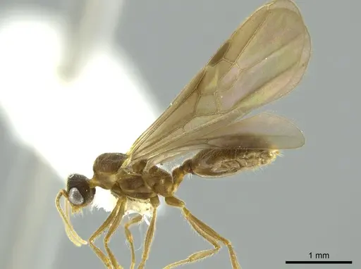 Pheidole boliviana specimen CASENT0624226 image casent0624226_3