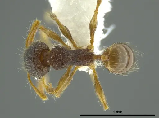 Pheidole boliviana specimen CASENT0624227 image casent0624227_1