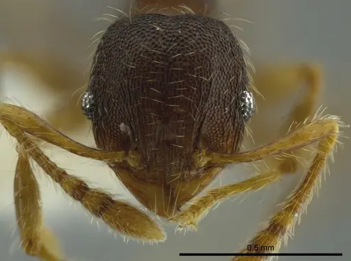 Pheidole boliviana specimen CASENT0624227 image casent0624227_2