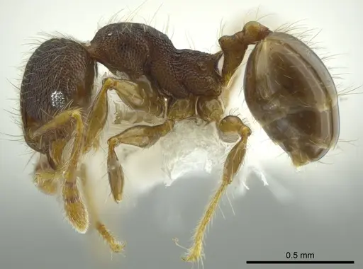 Pheidole boliviana specimen CASENT0624227 image casent0624227_3