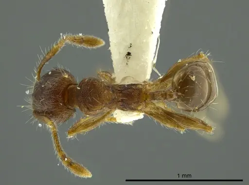 Pheidole boliviana specimen CASENT0624228 image casent0624228_1