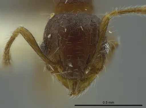Pheidole boliviana specimen CASENT0624228 image casent0624228_2