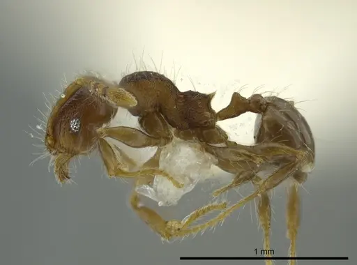 Pheidole boliviana specimen CASENT0624228 image casent0624228_3