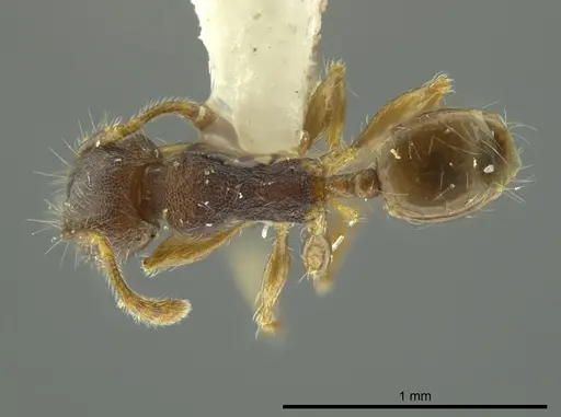 Pheidole boliviana specimen CASENT0624229 image casent0624229_1
