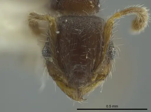 Pheidole boliviana specimen CASENT0624229 image casent0624229_2