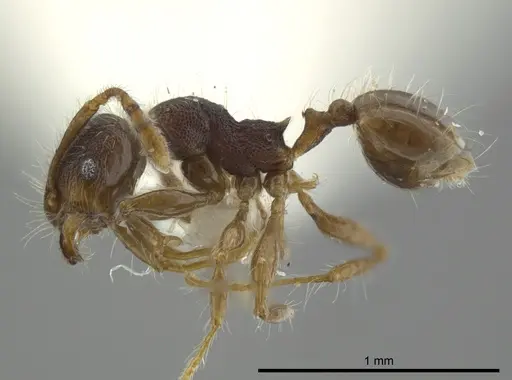 Pheidole boliviana specimen CASENT0624229 image casent0624229_3