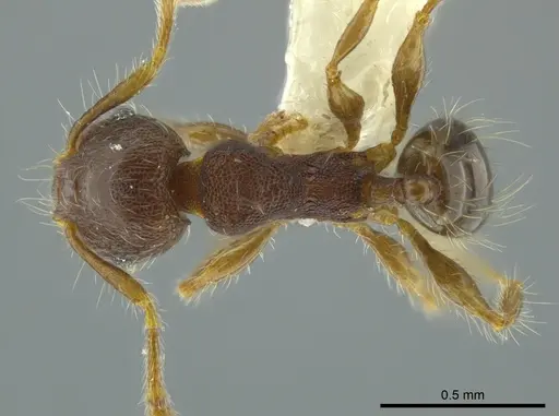 Pheidole boliviana specimen CASENT0624230 image casent0624230_1