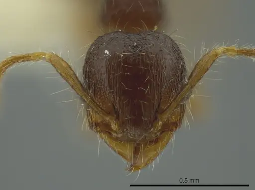 Pheidole boliviana specimen CASENT0624230 image casent0624230_2
