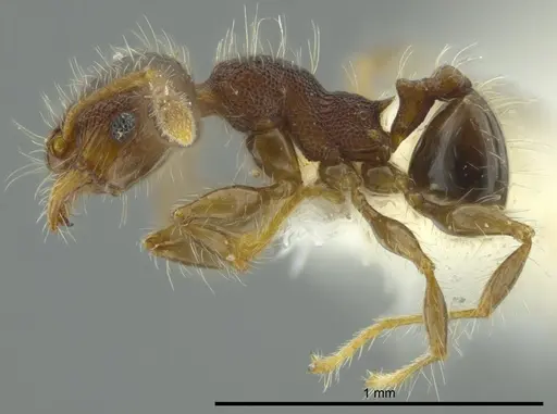 Pheidole boliviana specimen CASENT0624230 image casent0624230_3