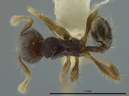 Pheidole boliviana specimen CASENT0624231 image casent0624231_1