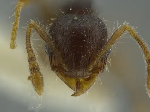 Pheidole boliviana specimen CASENT0624231 image casent0624231_2